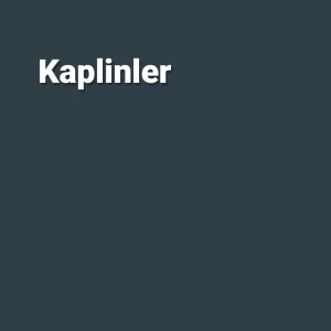 REACH_-_Kaplinler_Gri